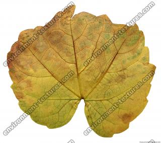 Leaves 0042
